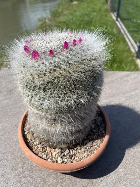 Mammillaria hahniana